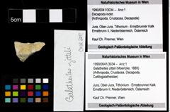 Foto (Objekt + Etiketten) von Galatheites zitteli (Moericke, 1889) 